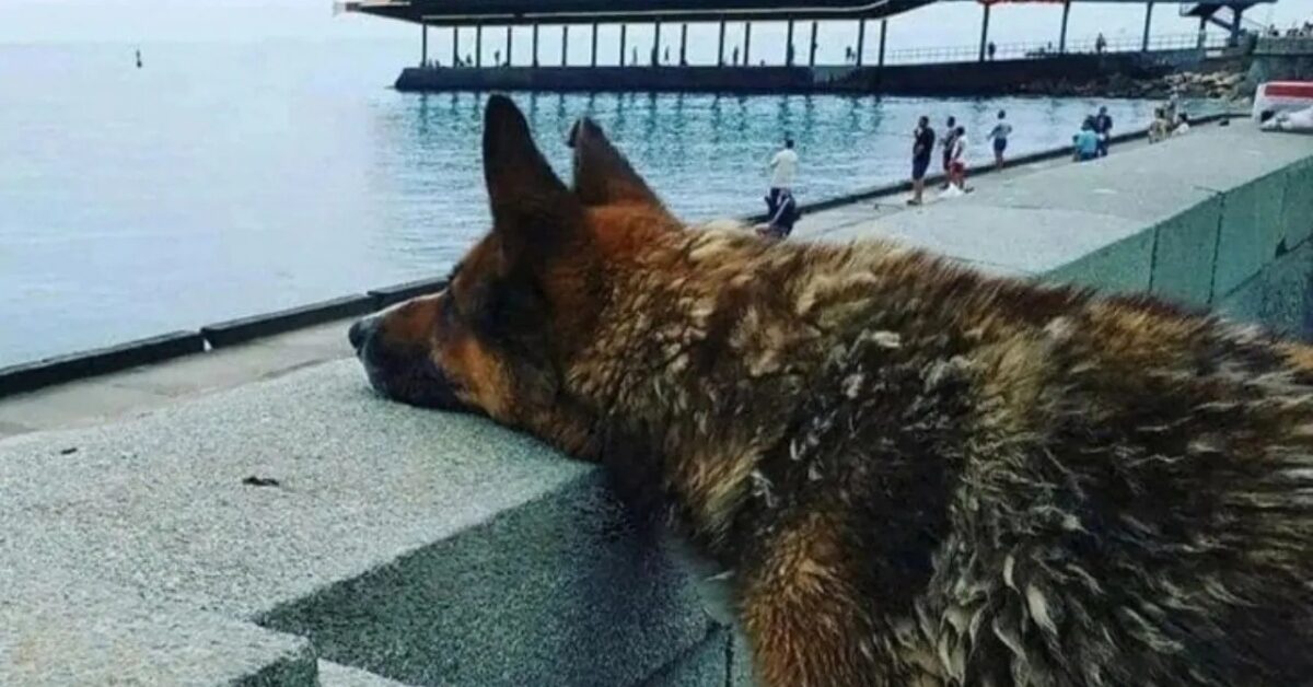Mukthar, il cane che ha aspettato per 12 anni il suo umano è volato sul ...