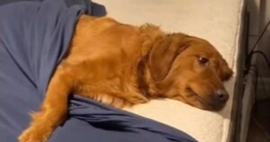 Il video di un Golden Retriever che impedisce al padrone di svolgere i lavori domestici è virale (VIDEO)