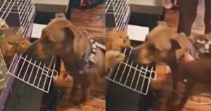 Il cane curioso si avvicina ai porcellini d’india, ma loro non si fidano e si tutelano in un modo esilarante (VIDEO)