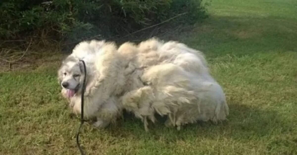 Lazarus, il cane che ha vissuto in una stalla per 6 anni, riceve un ...