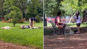 Cagnolino finge di non conoscere il padrone pur di rimanere un altro po’ a rilassarsi al parco