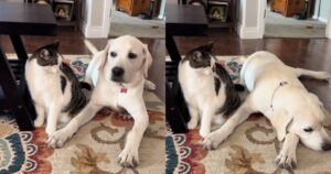 Cagnolino e gattino tra malintesi e coccole (VIDEO)