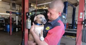 Il meccanico tira fuori uno zaino da un cassonetto e trova un cucciolo maltrattato (VIDEO)