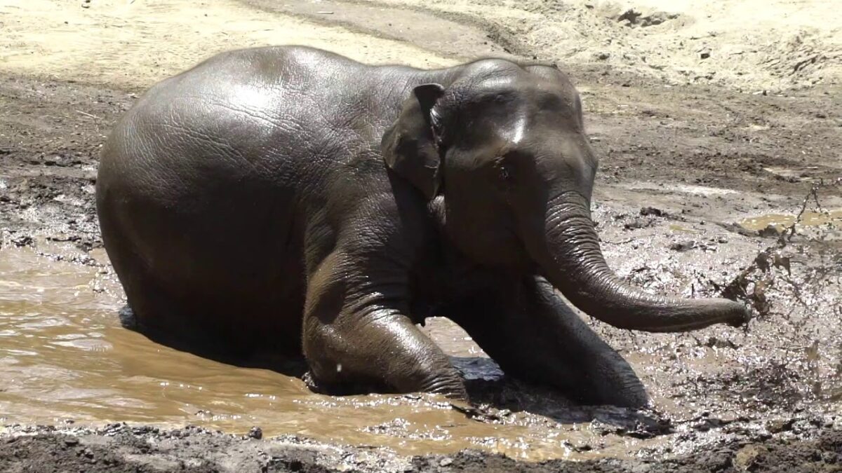 Non c'è nulla di più divertente di un bagno nel fango per un cucciolo ...