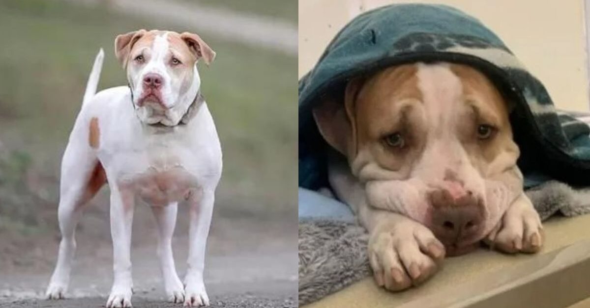 Pitbull trascorre diversi anni in rifugio, non riesce a trovare una ...