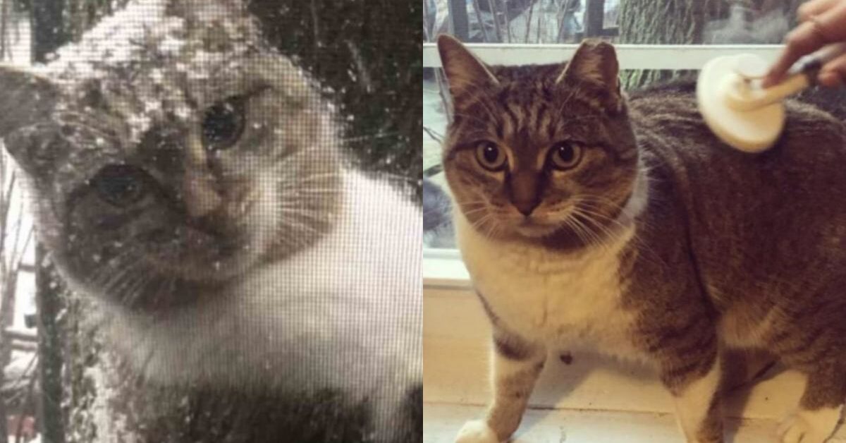 Gatto randagio appare alla finestra durante una tempesta di neve e ...