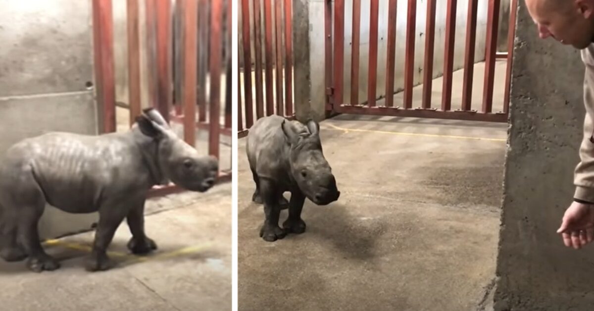Bambini Che Giocano Allo Zoo Con Il Guardiano Dello Zoo E L'animale