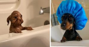 15 foto di animali che trasformano il momento del bagno in una scena tutta da ridere