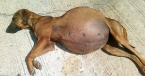 Cagnolina abbandonata con un pancione enorme: tutti pensavano che fosse incinta ma non era così