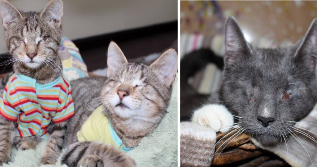 Tre gattini senza occhi trovano casa per sempre: ad accoglierli due dolcissimi Pit Bull