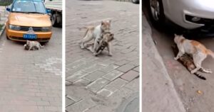 La disperazione del gatto randagio che fa di tutto per aiutare il suo amico felino investito da una macchina (VIDEO)