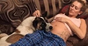 Cane salva la vita della padrona incinta annusandole la pancia