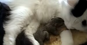 Il cuore grande di Mimì: la gattina salva uno scoiattolo appena nato (VIDEO)
