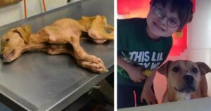 Dopo essere sopravvissuta ai maltrattamenti, una cagnolina ha cambiato la vita ad un bambino affetto da autismo