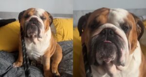 Bulldog Inglese studia il piano perfetto per evitare la passeggiata (VIDEO)