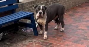 Cane legato a una panchina spera che la sua famiglia torni a prenderlo