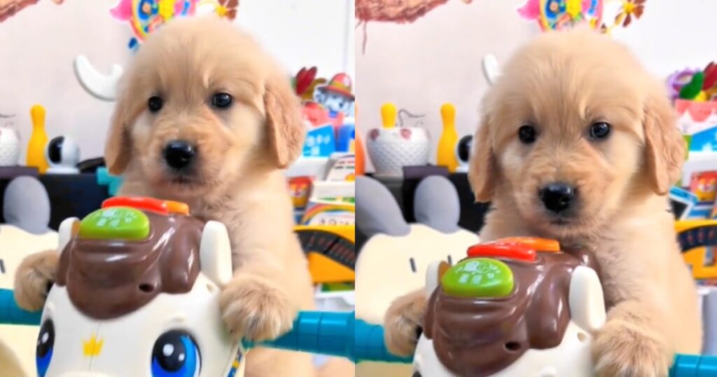Cucciolo di Golden Retriever fa innamorare tutti: “Sembra un bimbo” (VIDEO)
