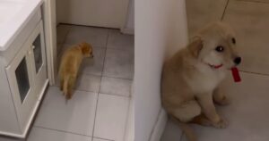 Cucciolo di Golden Retriever viene accusato di un guaio in casa: la sua reazione è tenerissima (VIDEO)