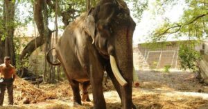 Gajraj, l’elefante che ha vissuto in catene per 50 anni è finalmente libero (VIDEO)