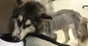 Husky trovata pelle e ossa si trasforma completamente grazie all’amore (VIDEO)