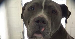 Pitbull inizia a piangere appena capisce di essere stato abbandonato in canile (VIDEO)