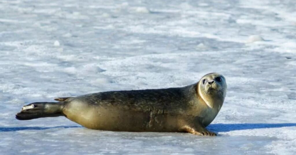 Gli animali in Antartide sono contaminati dal mercurio: qual è la causa?