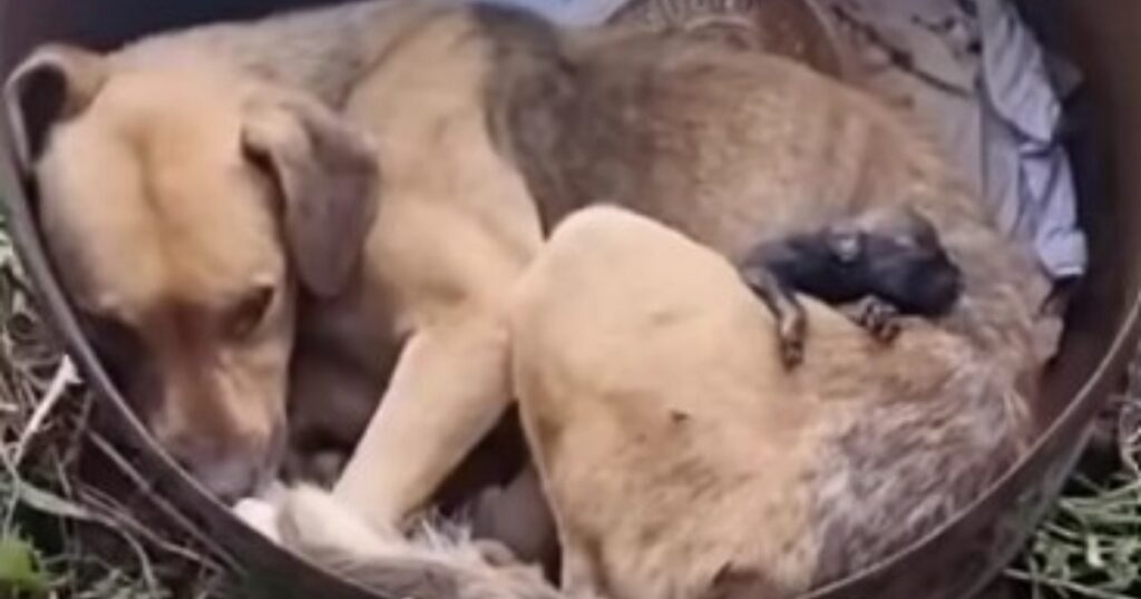 Soccorritori restano scioccati quando trovano mamma cane che piange per i suoi cuccioli volati sul ponte (VIDEO)