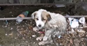 Questo cucciolo non avrebbe avuto scampo se non fosse stato “adocchiato” da questi soccorritori